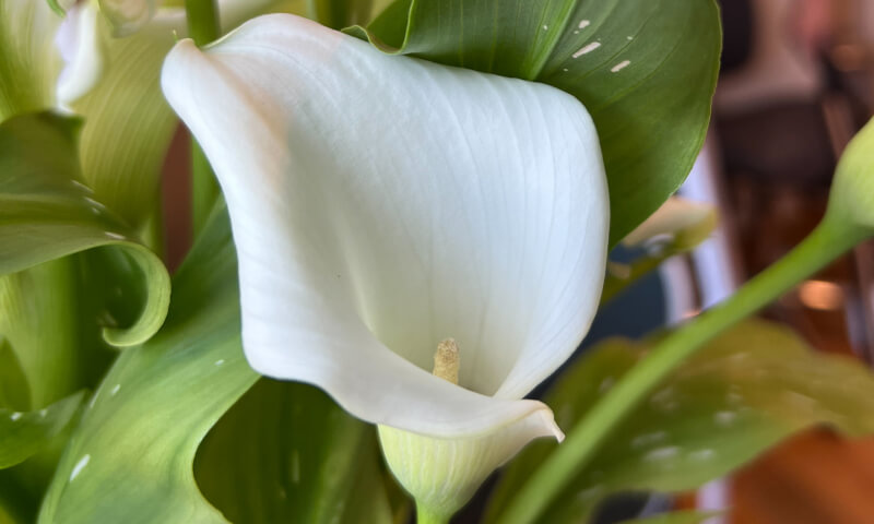 fodbehandler-blomst-tilst